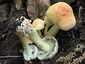 Sárga kénvirággomba (Hypholoma fasciculare), Budai-hegység